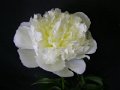 24 芍薬